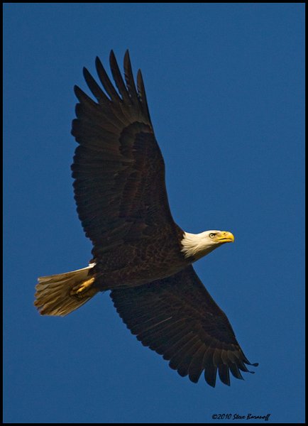 _0SB0617 american bald eagle.jpg